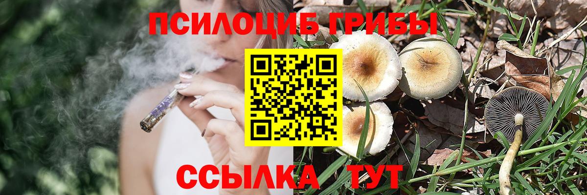 Курчалой  Псилоцибиновые грибы прущие грибы  где купить наркоту  Вход с VPN 